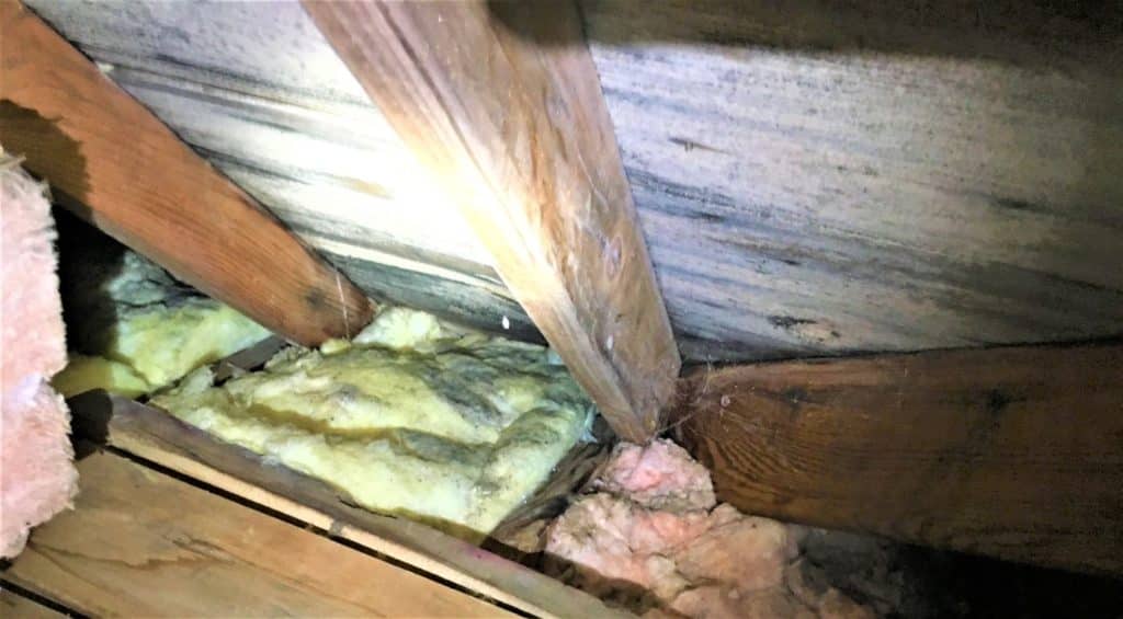 Mold in attic
