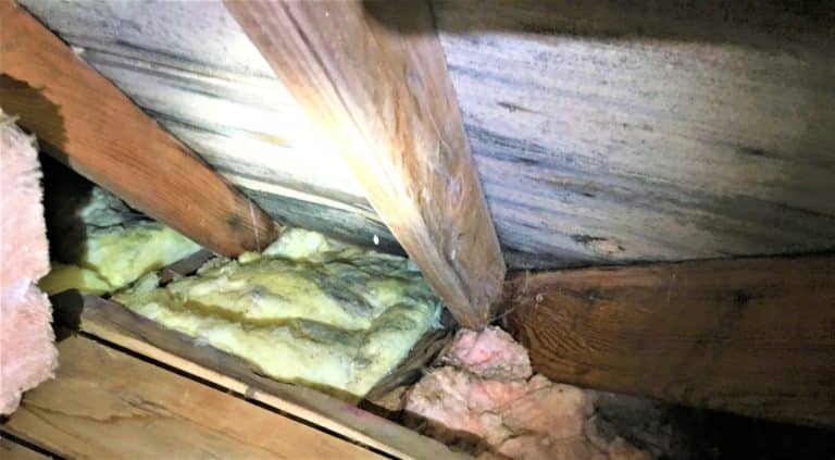Mold in attic