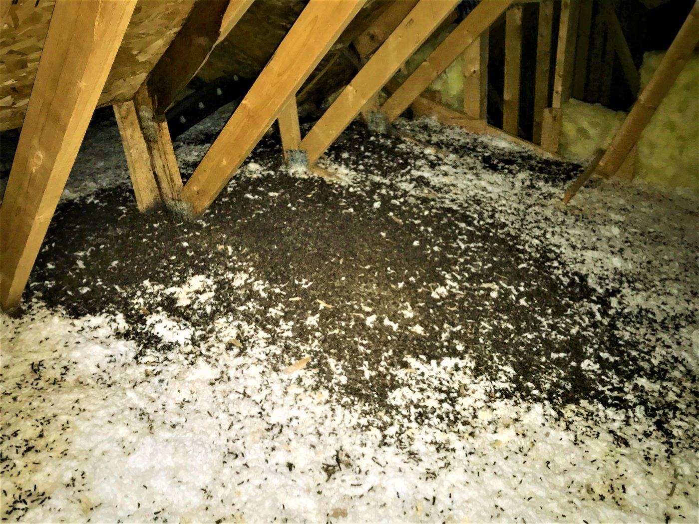 bat droppings in attic